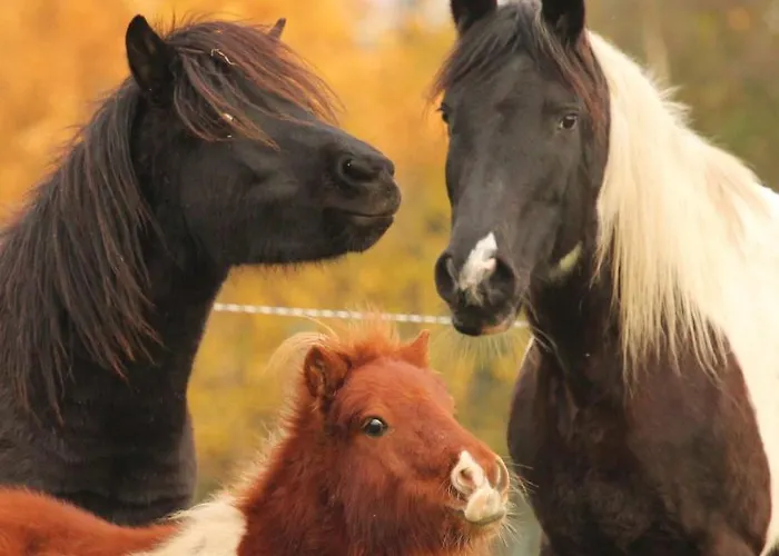 Apartmán Ferien- Und Reiterhof Klein *